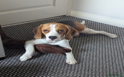 Beagle dogs for stud: KC Registered Beagle for stud - Image 2