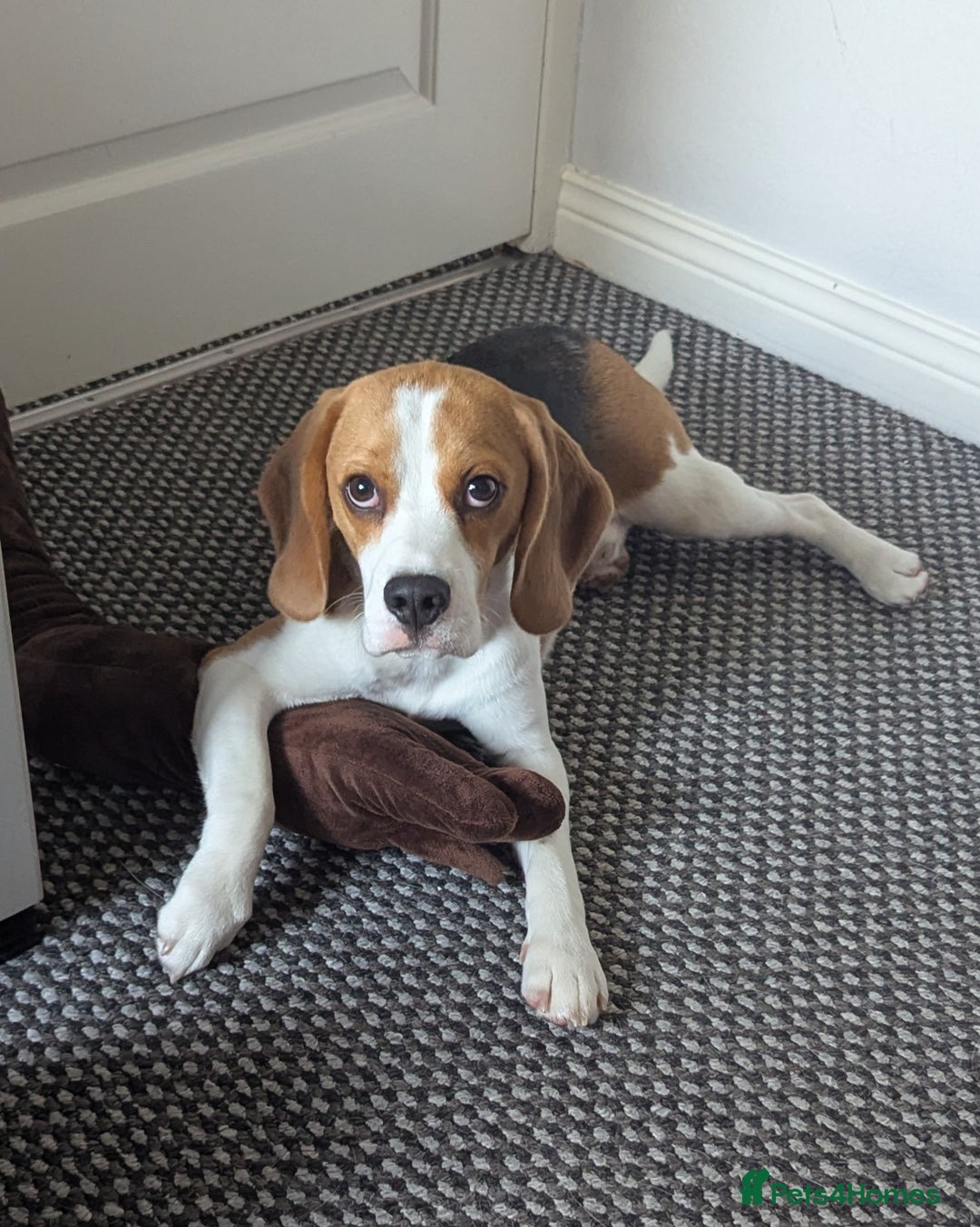 Beagle dogs for stud: KC Registered Beagle for stud - Image 2