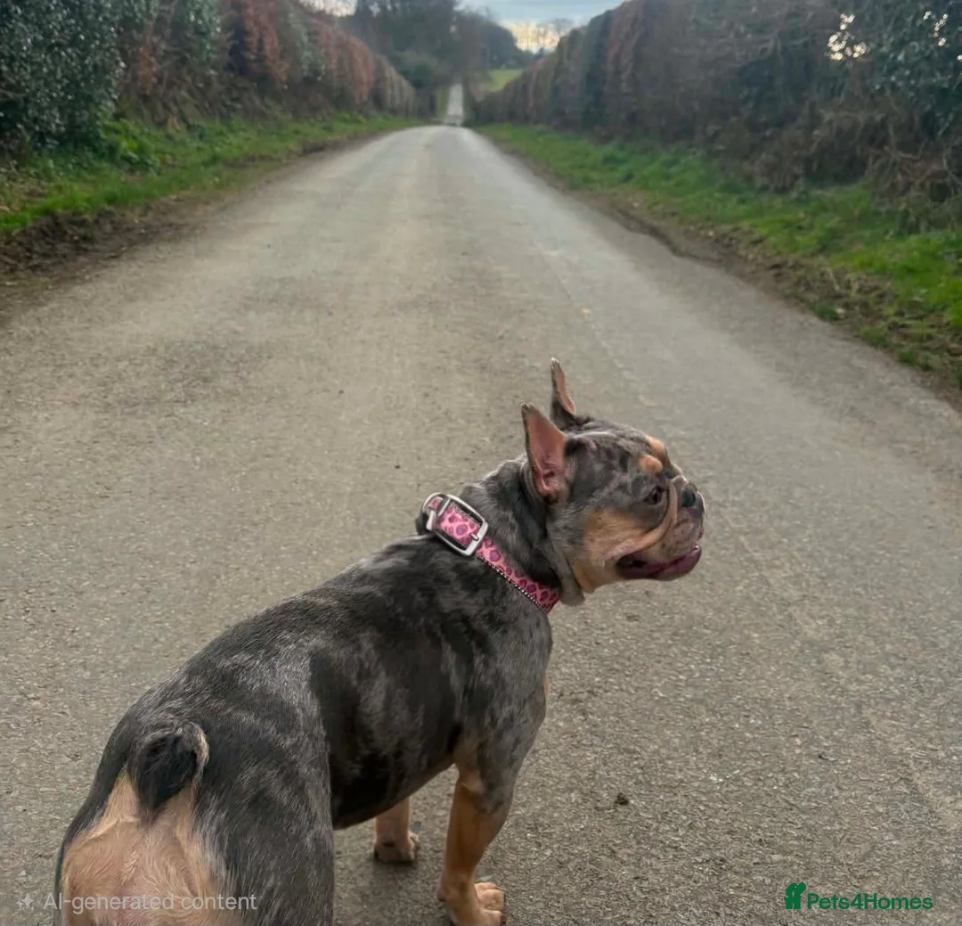 French Bulldog dogs for sale: French Fur Babies in Liskeard - Advert 8