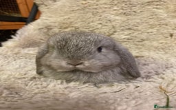 Mini Lop rabbits for sale: Baby boy mini lops - Image 1