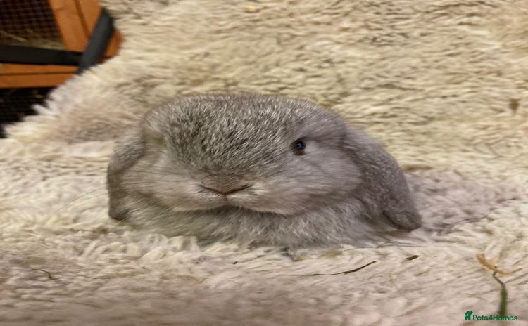 Mini Lop rabbits - Advert 6