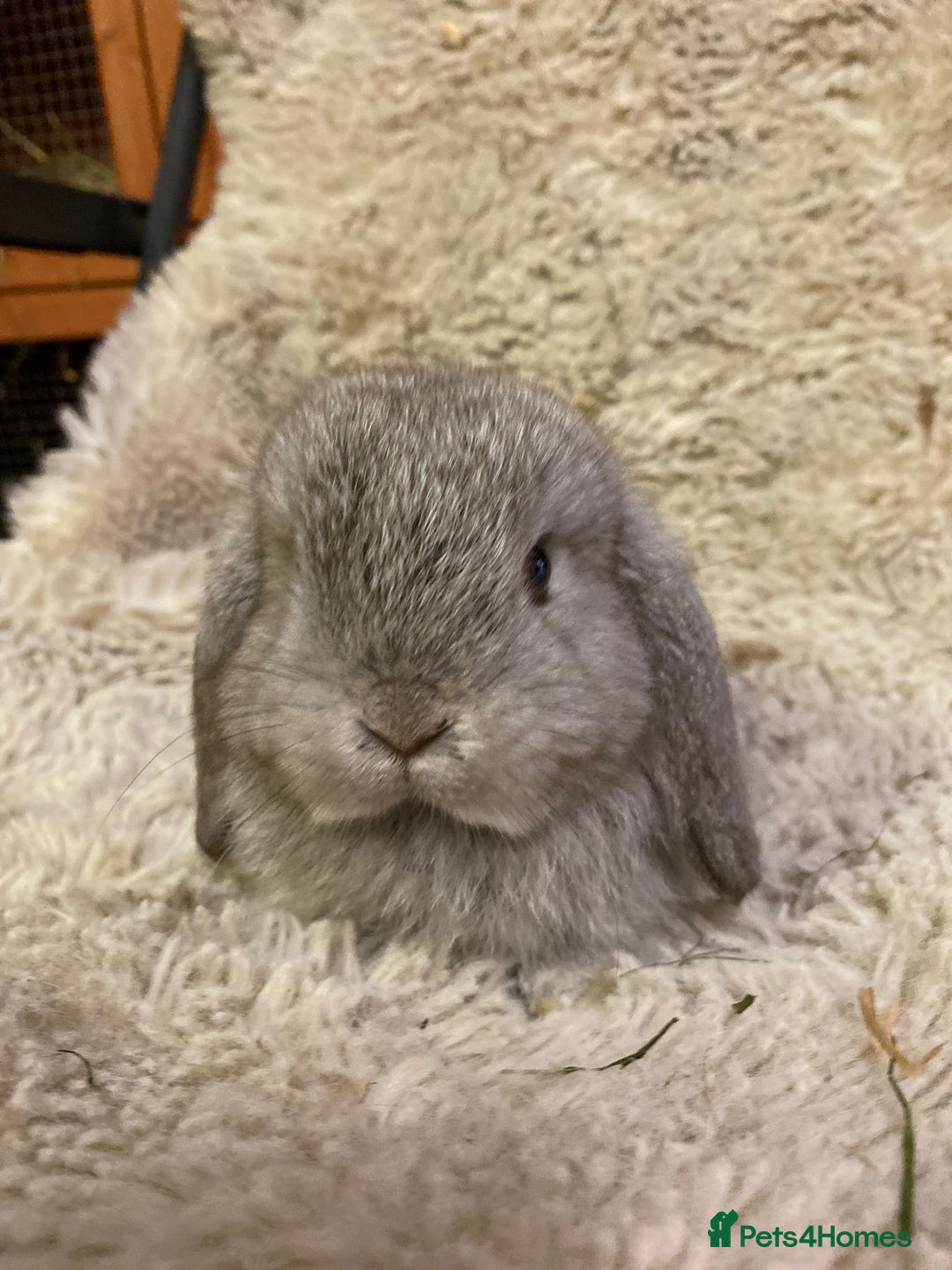 Mini Lop rabbits for sale: Baby boy mini lops - Image 1