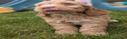 Cockapoo dogs for sale: Miniature F1 Cockapoo Pups, Health Tested Parents - Advert 8