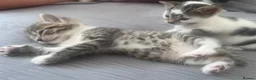 Mixed Breed cats for sale: 4 lovely kittens waiting for their forever home’s - Advert 5