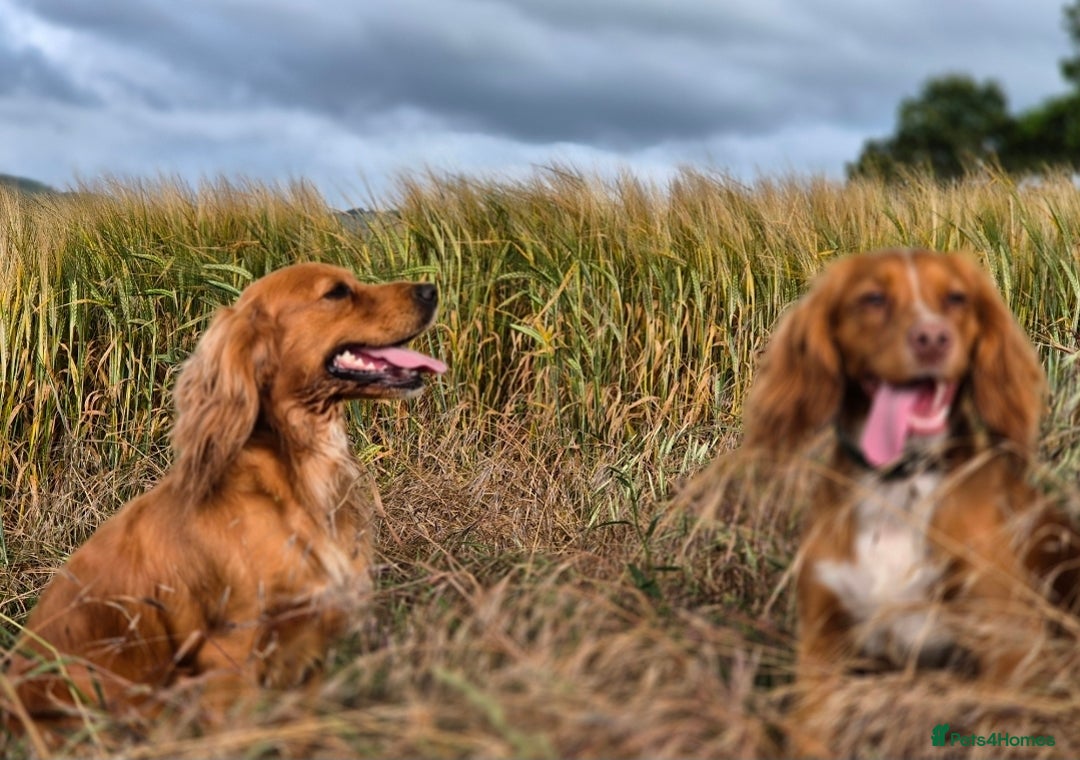 Cocker Spaniel dogs for sale: Beautiful kc working cocker spaniel puppies  - Image 10