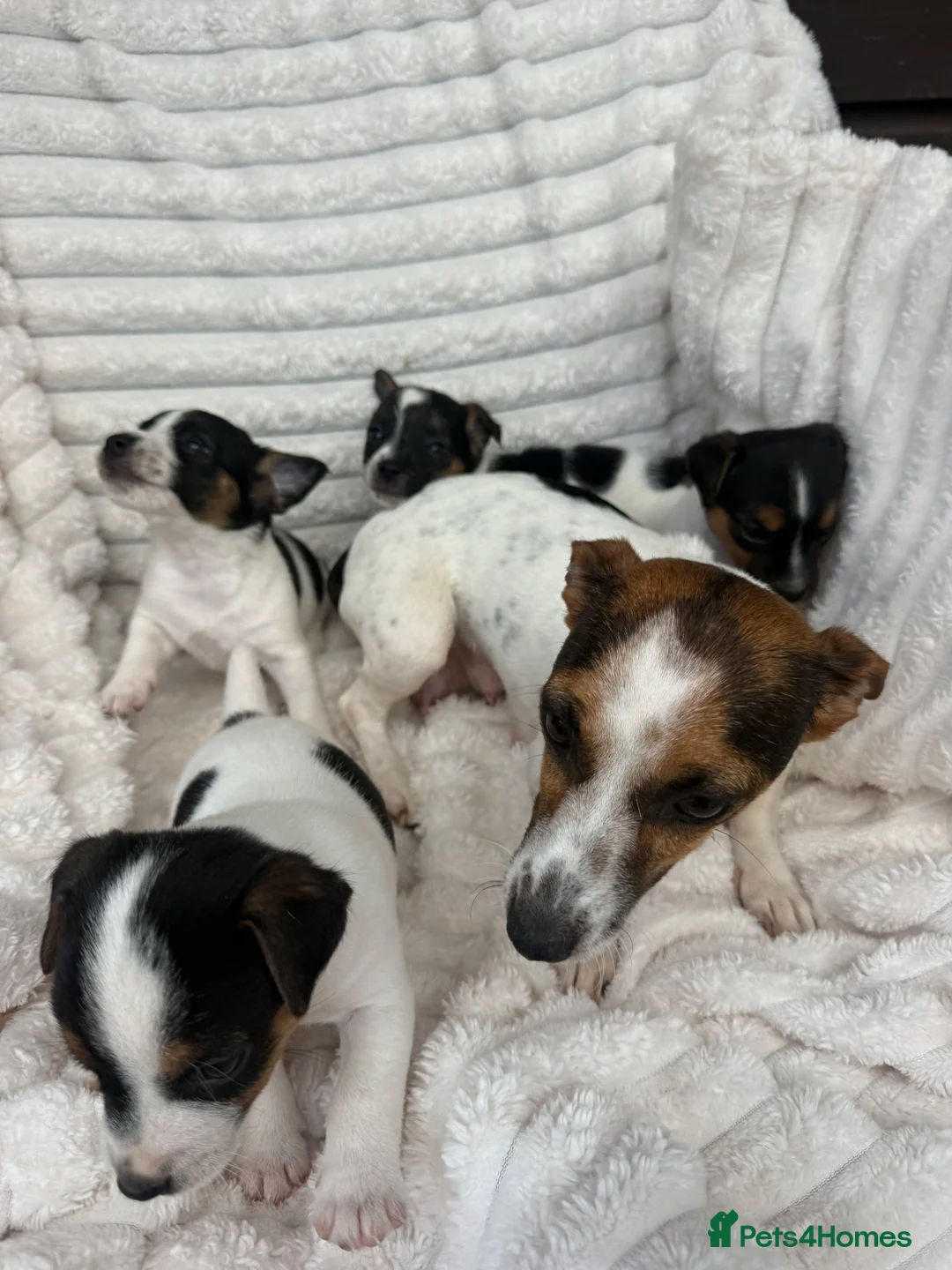 Jack Russell dogs for sale: Jack Russel puppy’s  - Advert 14