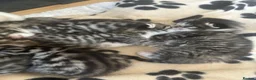 Bengal cats for sale: Gorgeous Bengal kittens  - Advert 11