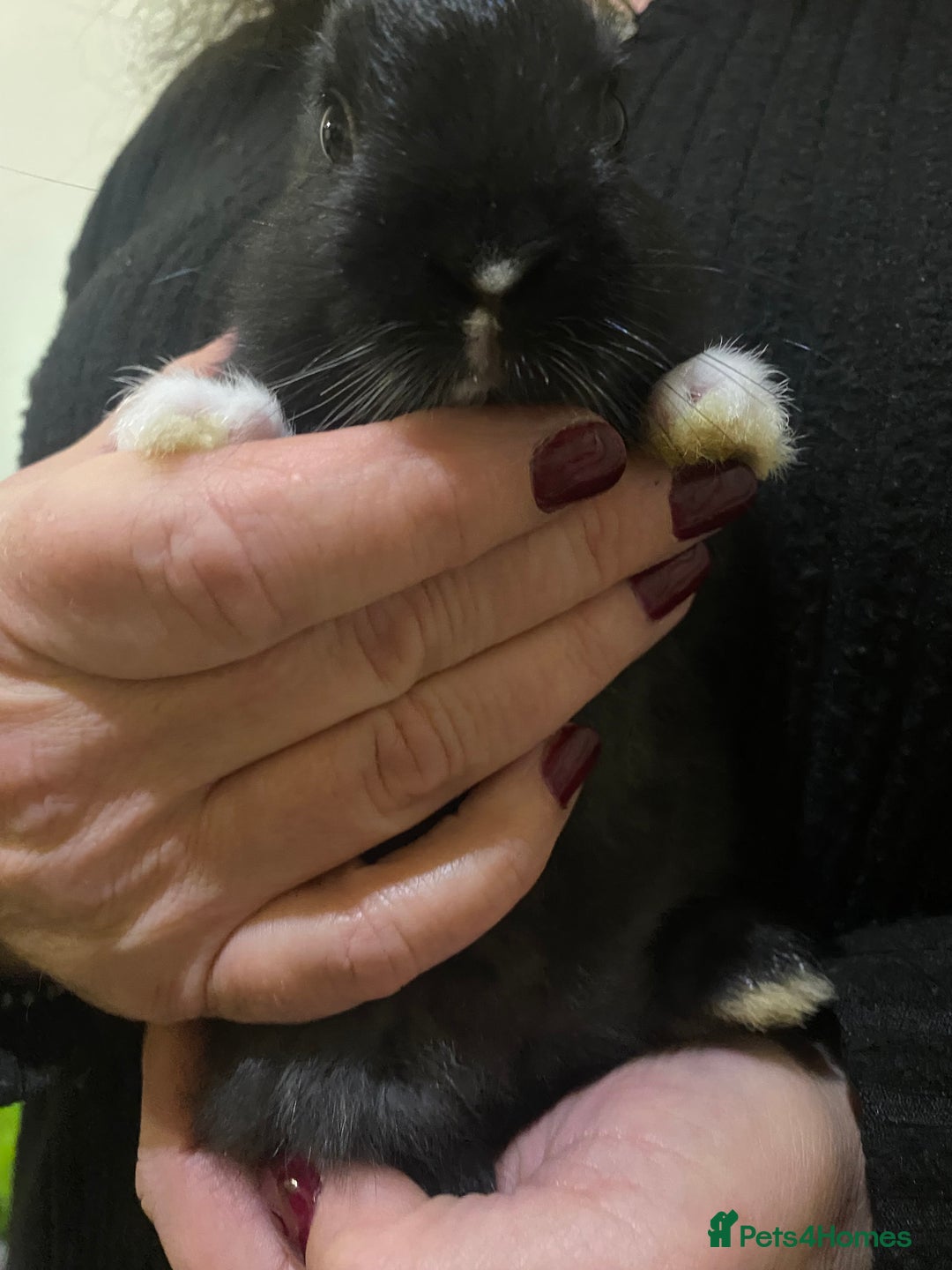 Mixed Breed rabbits for sale: 5 Rex/lionhead mix bunnies for sale - Advert 18