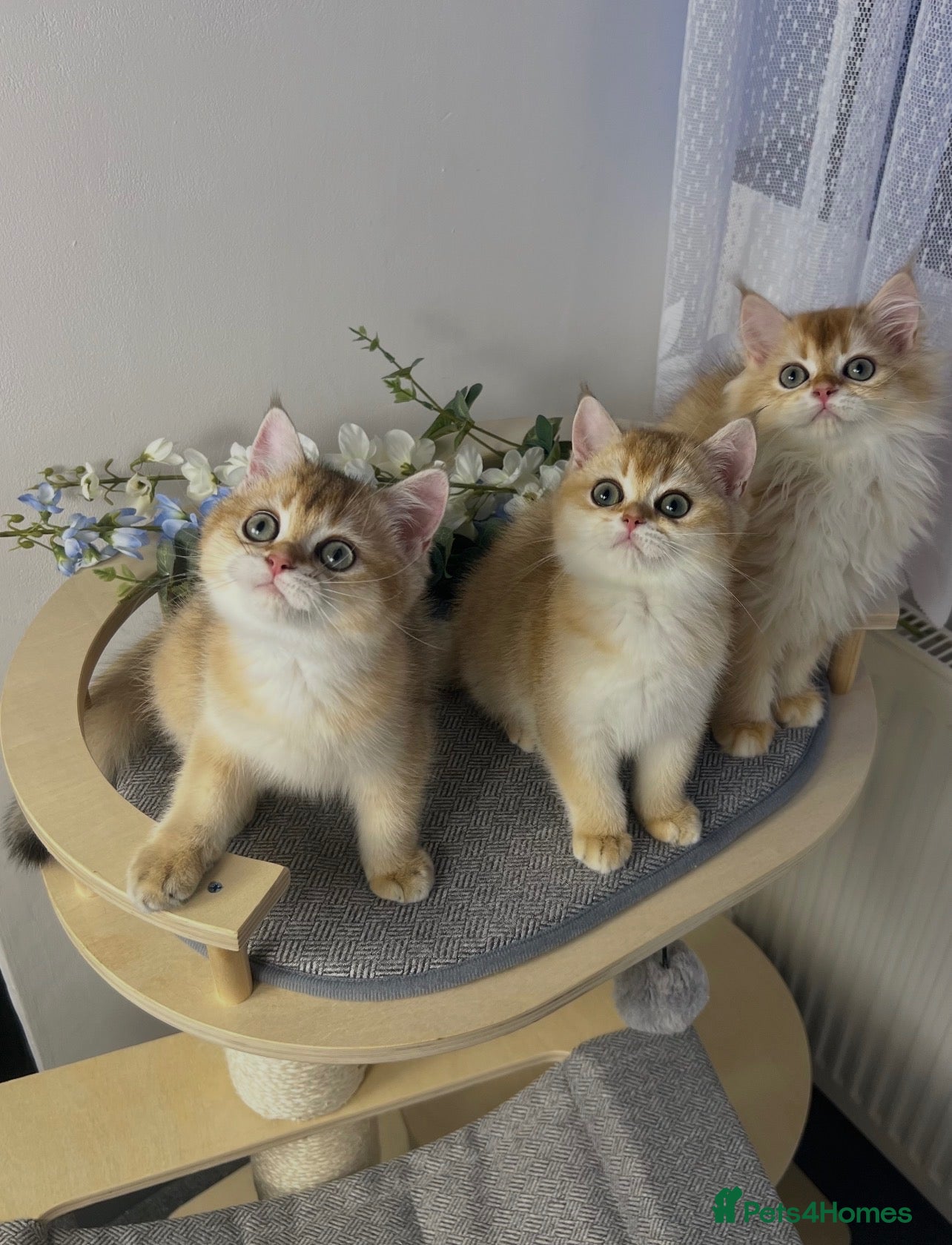 British Shorthair cats Beautiful Golden British Shorthair Kittens   - Advert 1