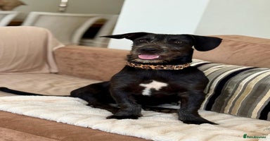 Mixed Breed dogs - Advert 16