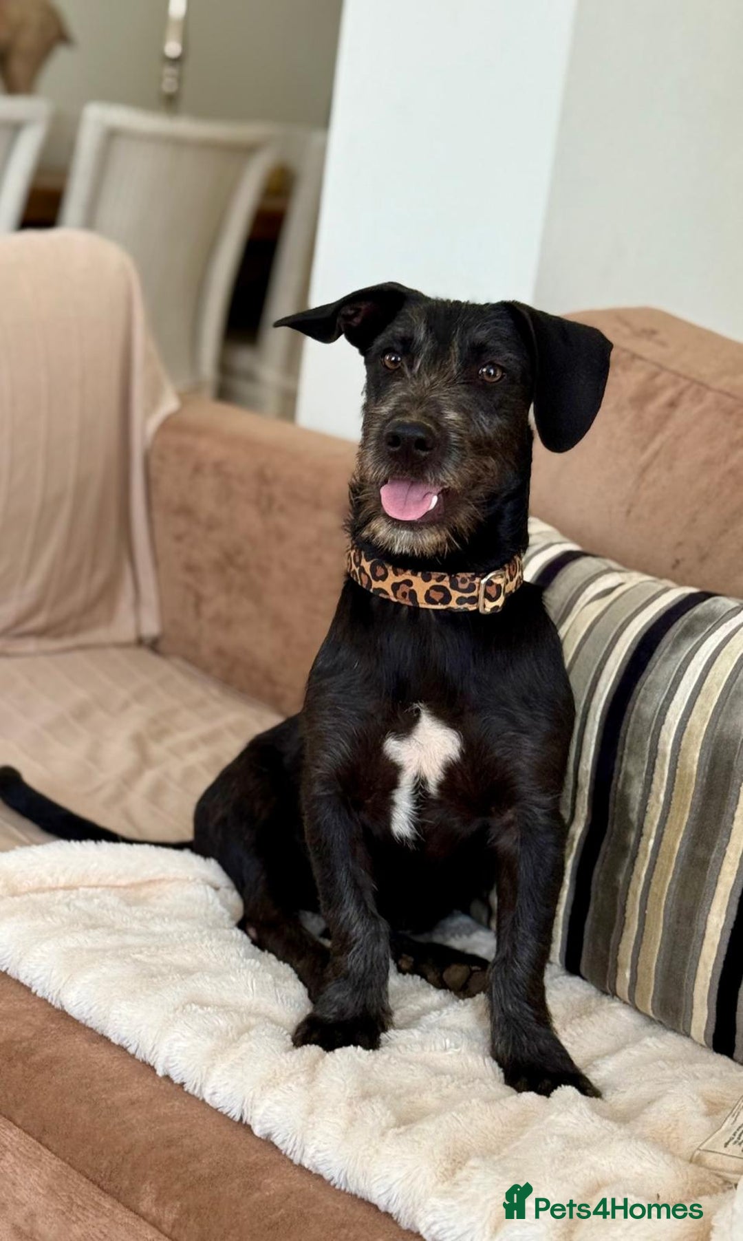Mixed Breed dogs for adoption: Funny Little Fritz - Image 2