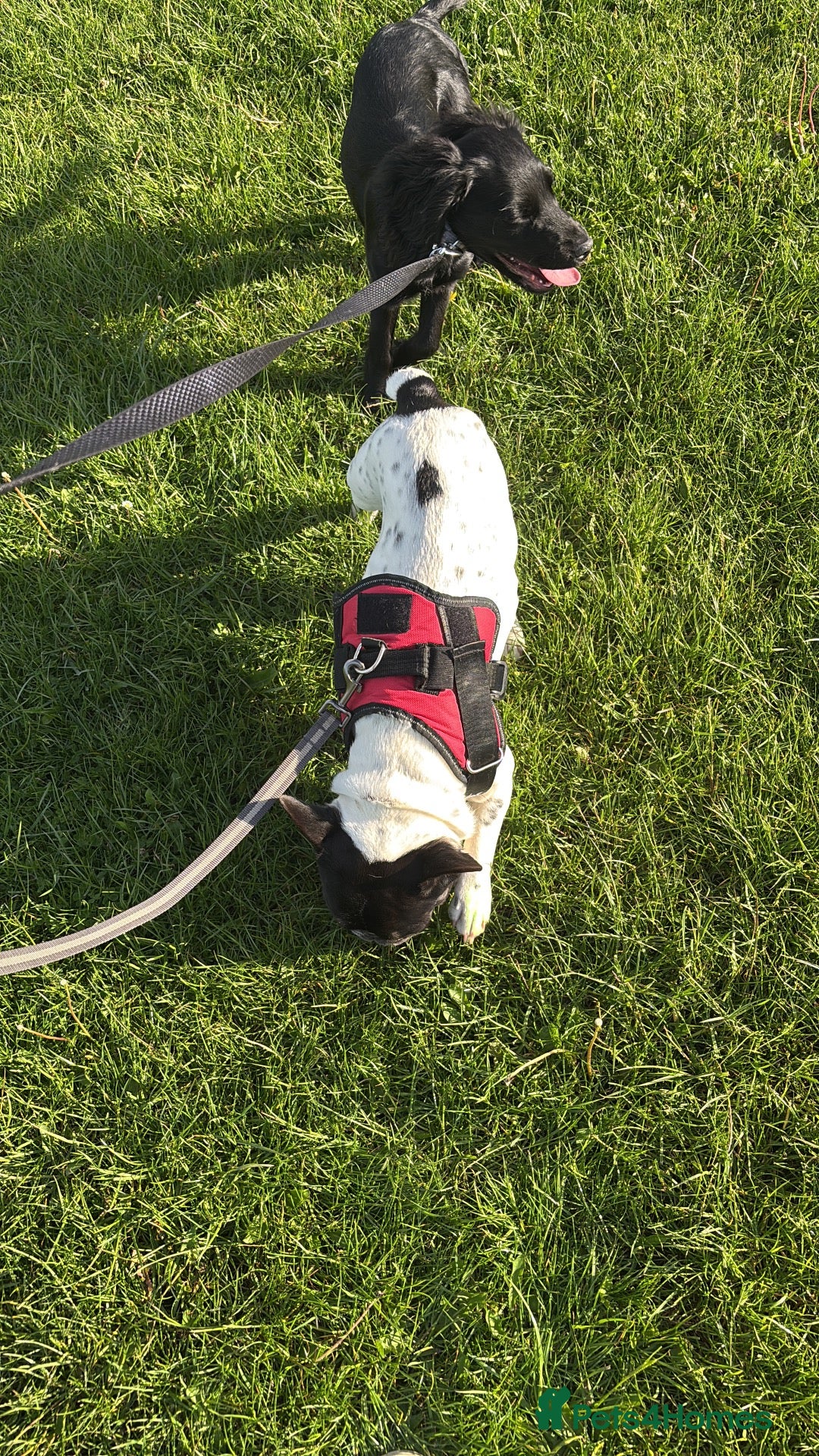 French Bulldog dogs Having to rehome ivy - Advert 5