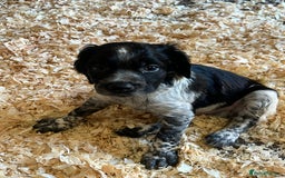 Brittany Spaniel dogs for sale: Brittany puppies for sale  - Image 15
