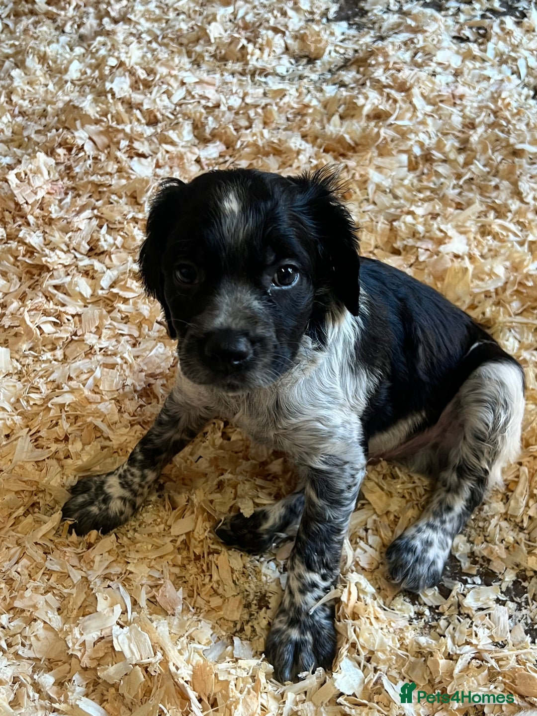 Brittany Spaniel dogs for sale: Brittany puppies for sale  - Image 15