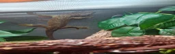 Gecko reptiles for sale: Male mossi geko  - Advert 6