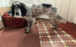 English Setter dogs for sale: 2yr. Pedigree working English setter sale/share - Image 9