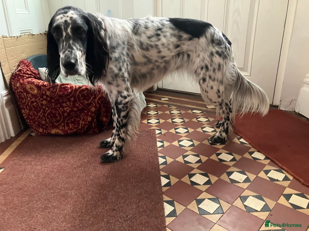 English Setter dogs for sale: 2yr. Pedigree working English setter sale/share - Image 9