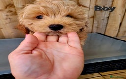 Maltipoo dogs for sale: Adorable Maltipoo Puppies for sale-ONE BOY LEFT - Image 15