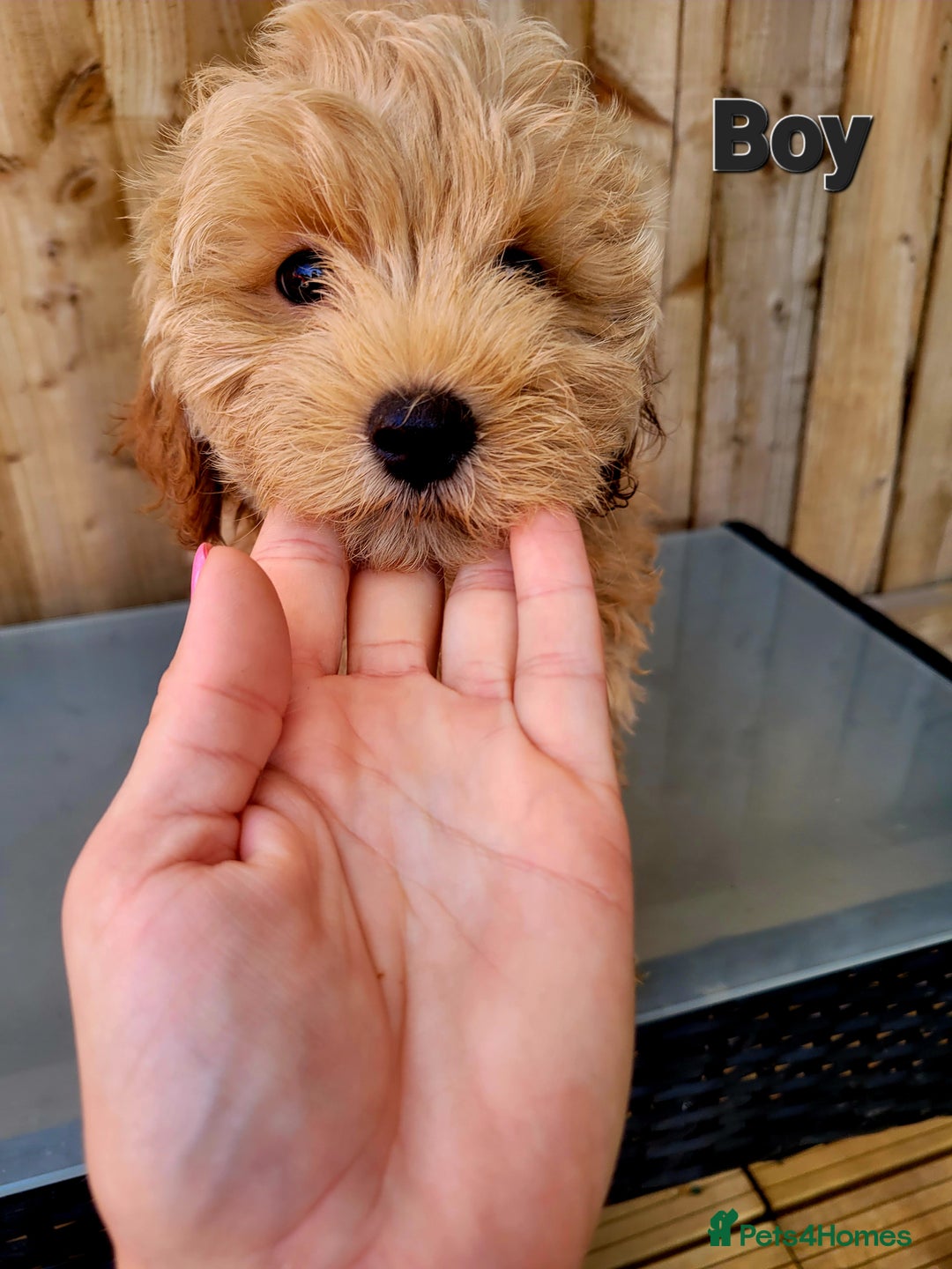 Maltipoo dogs for sale: Adorable Maltipoo Puppies for sale-ONE BOY LEFT - Image 15