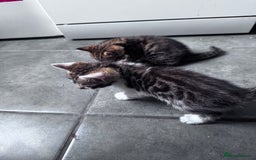 Bengal cats for sale: Bengal Kittens ready to be reserved  - Image 11