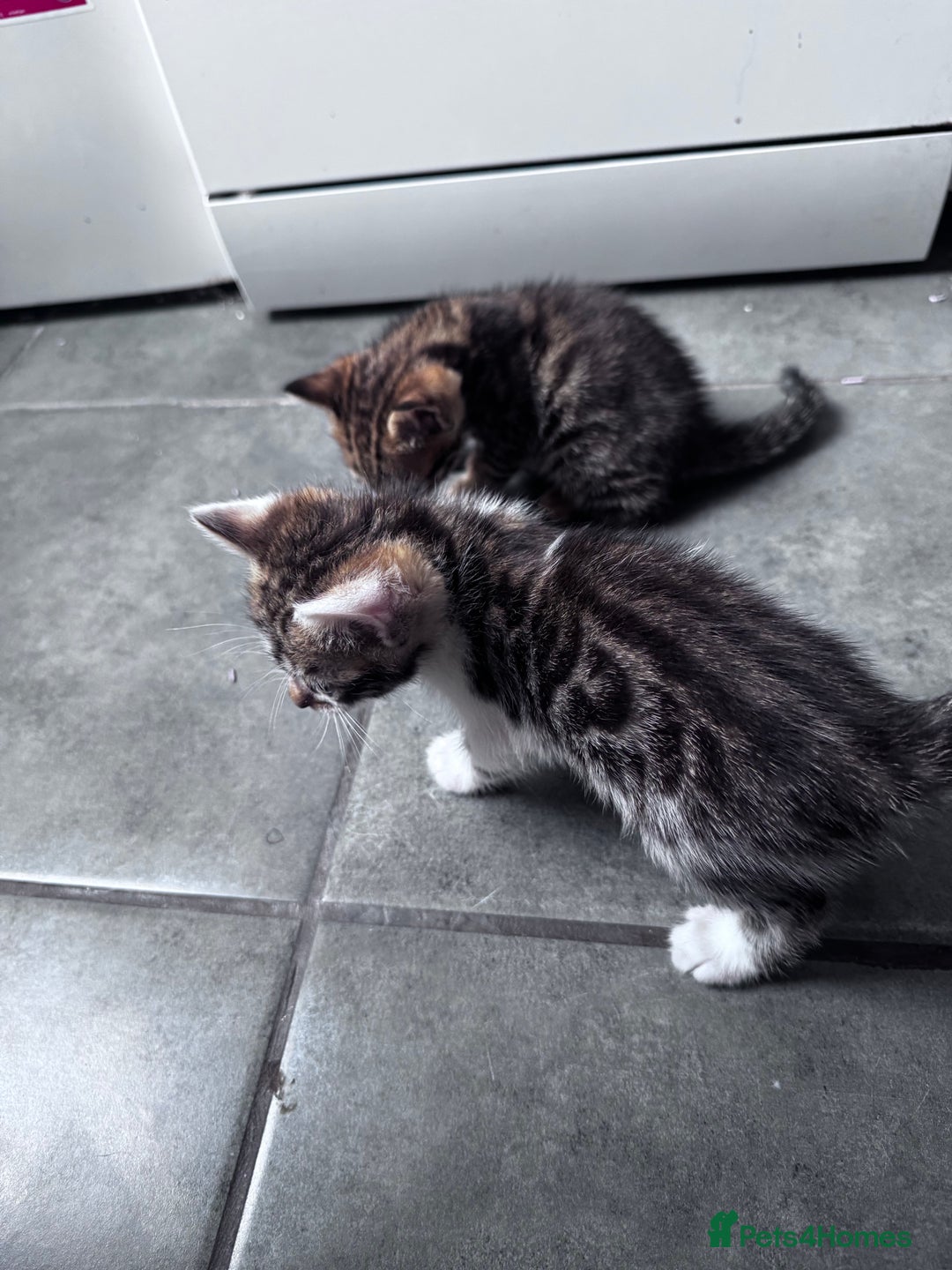 Bengal cats for sale: Bengal Kittens ready to be reserved  - Image 11