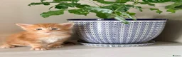Maine Coon cats for sale: GCCF/ TICA Maine Coon Classic Taby kittens - Advert 30