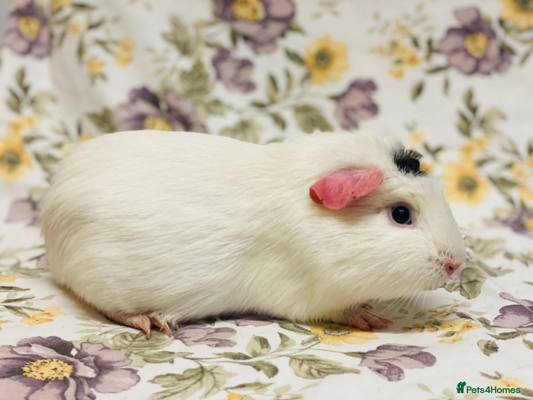 Guinea Pig rodents for sale: Beautiful mix of baby male Guineapigs  - Advert 11