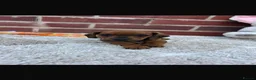 Dachshund dogs for sale: 5 gorgeous miniature dachshund puppy’s🐶 in Cullompton - Advert 18