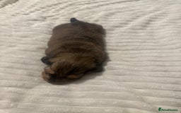 Dachshund dogs for sale:  KC Registered mini long hair Dachshund Puppies  - Image 13