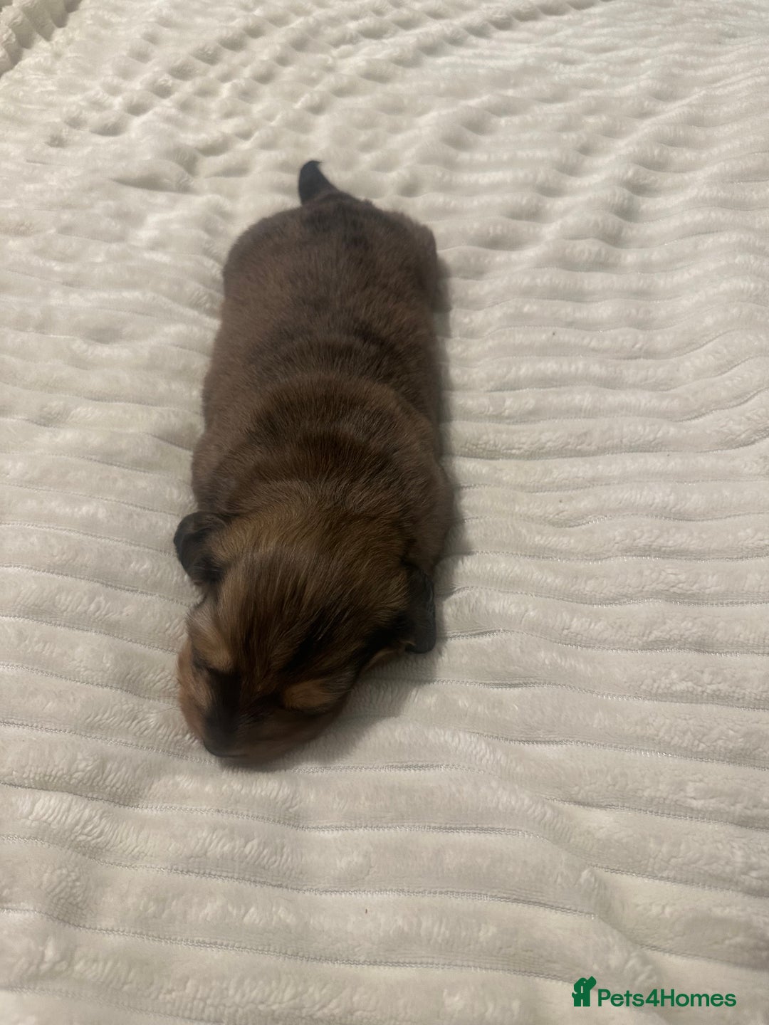 Dachshund dogs for sale:  KC Registered mini long hair Dachshund Puppies  - Image 13