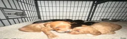 Cockapoo dogs for sale: Stunning cockapoos looking for forever homes - Advert 9