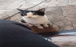 Mixed Breed cats for sale: 3 female kittens ready now - Image 4