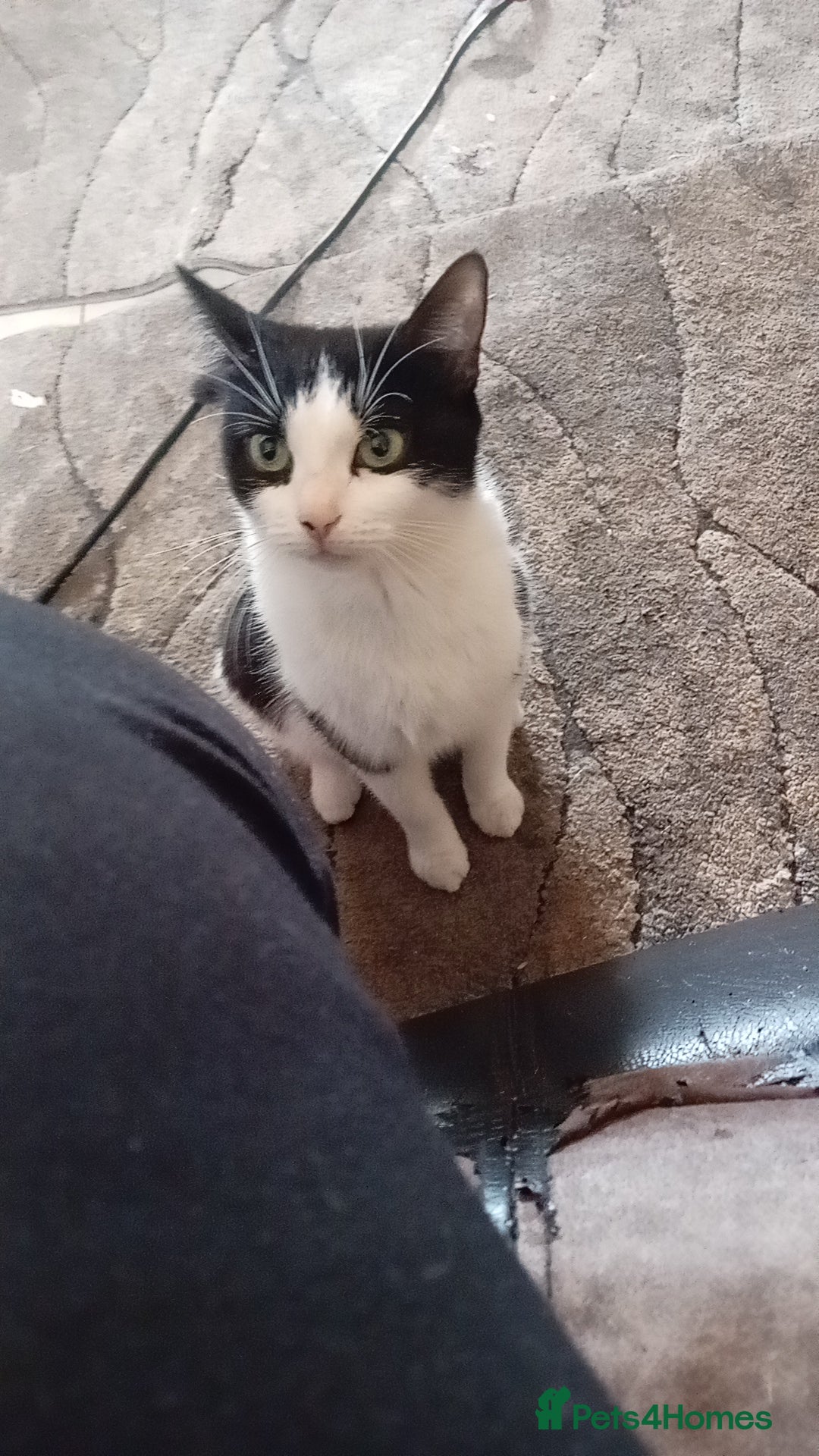 Mixed Breed cats for sale: 3 female kittens ready now - Image 4