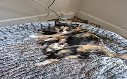 Mixed Breed cats for sale: 6 kittens for sale  - Image 2