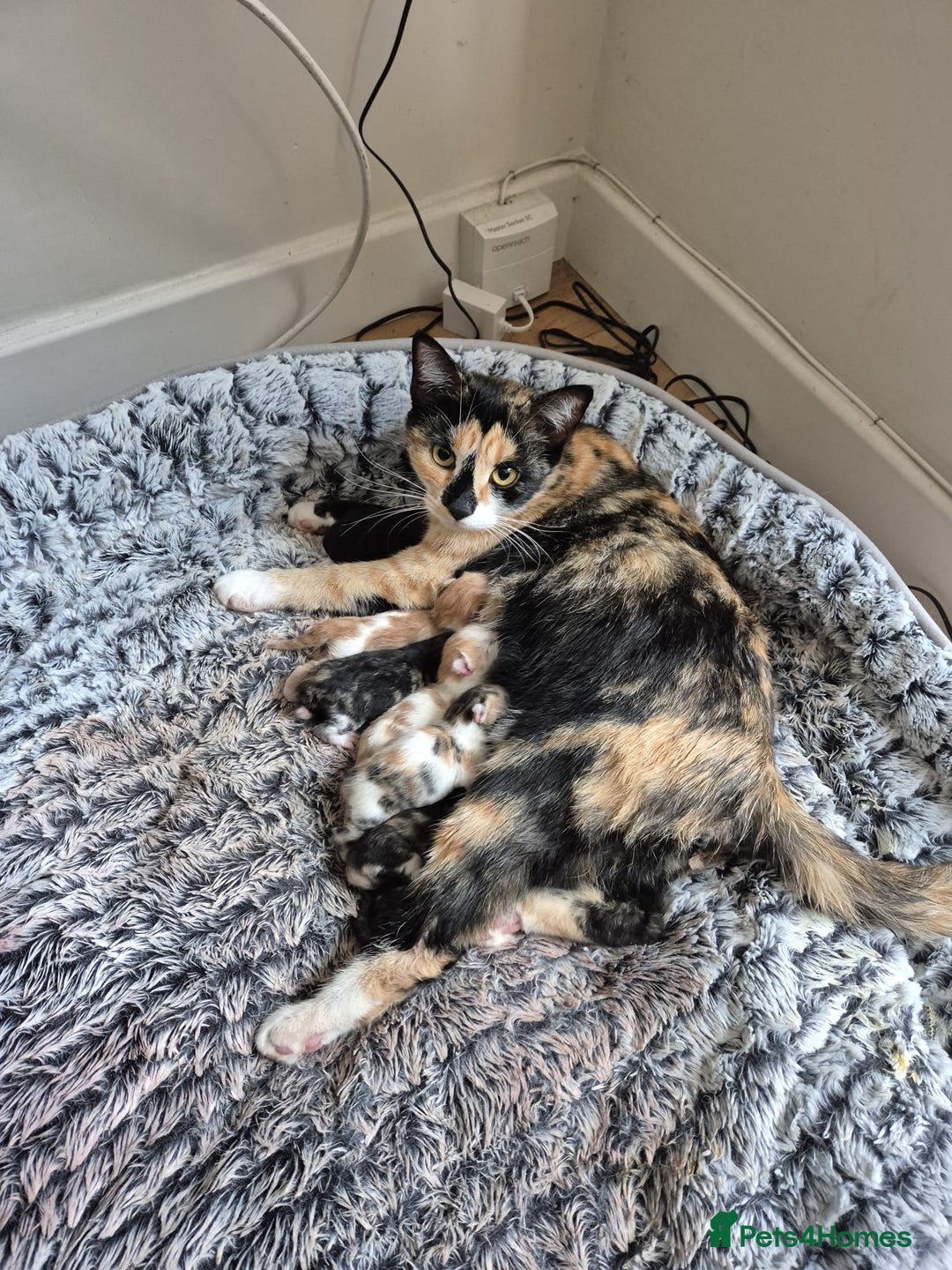 Mixed Breed cats for sale: 6 kittens for sale  - Image 2