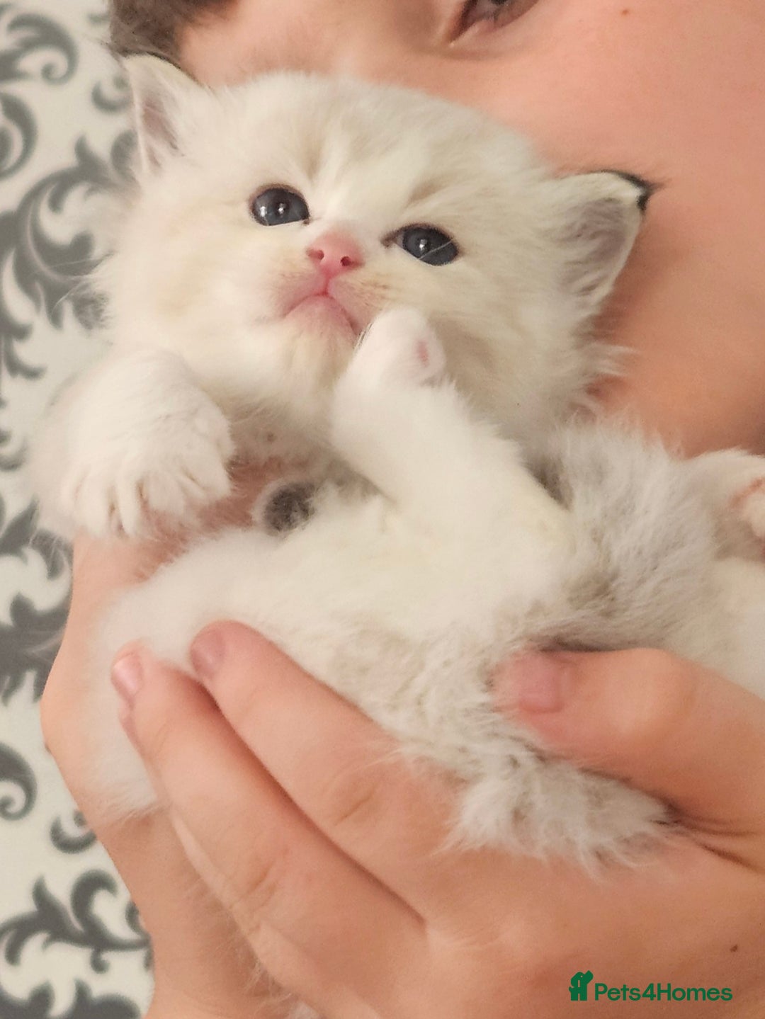 Ragdoll cats for sale: Tica registeeed tabby bicolour ragdolls - Image 22