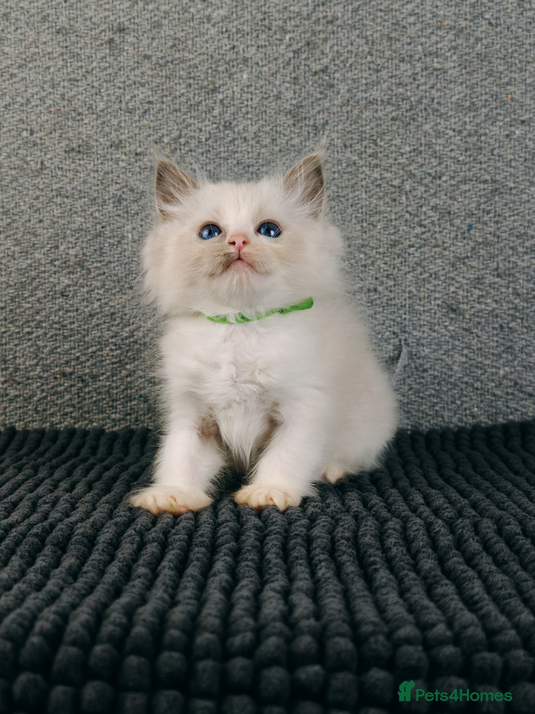 Ragdoll cats for sale: ❤️BEST KITTENS RAGDOLL❤️ CHAMPION REGIONAL WINNER  - Advert 14