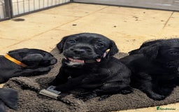 Mixed Breed dogs for sale: Stunning Puppies Ready to go 10 November - Image 29