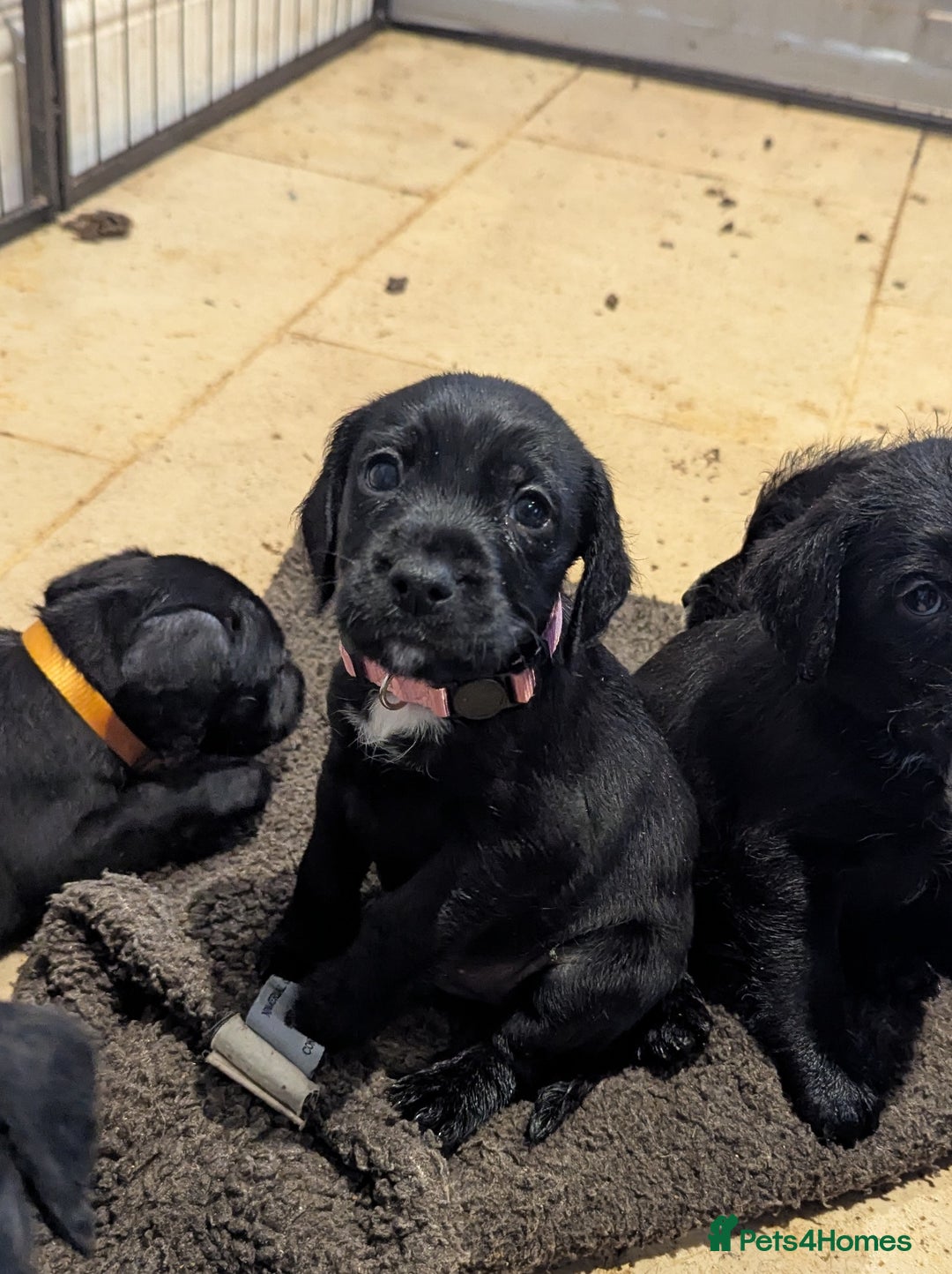 Mixed Breed dogs for sale: Stunning Puppies Ready to go 10 November - Image 29