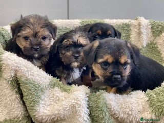 Mixed Breed dogs Norfolk Border cross puppies - Advert 1