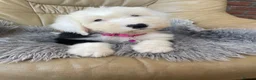 Old English Sheepdog dogs for sale: Old English sheep dog puppies  - Advert 4