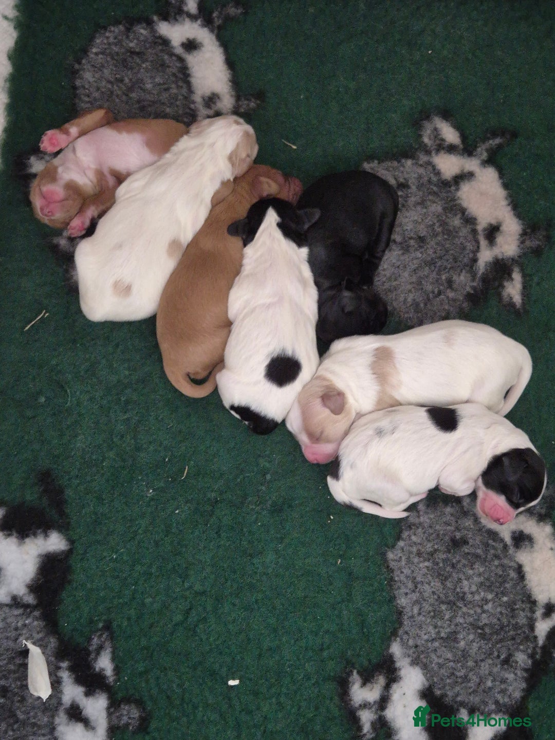 Sprocker dogs for sale: Sprocker Spaniel Puppies - Image 5
