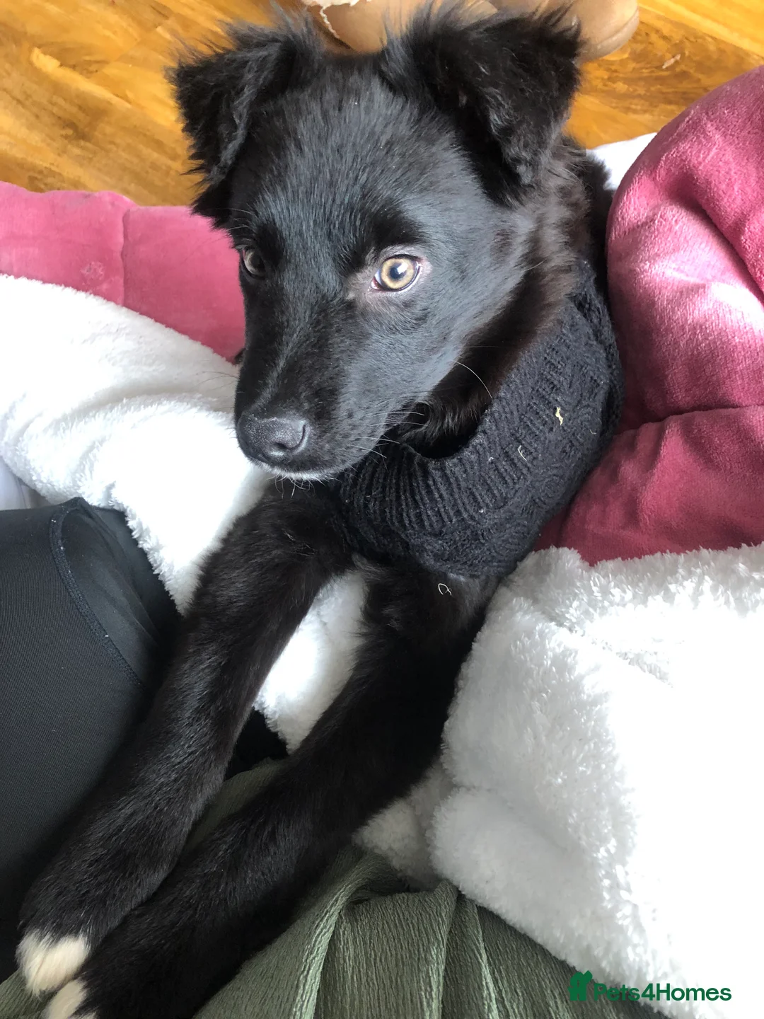 Mixed Breed dogs for sale: Kelpie x Collie in Ballymena - Advert 2