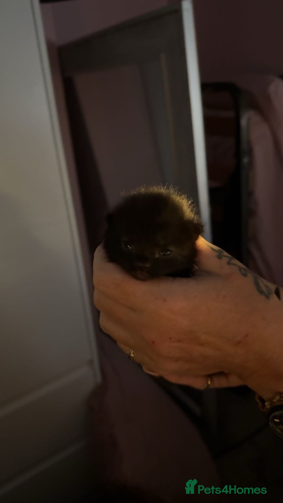 British Shorthair cats for sale: fluffy kittens!  - Advert 4