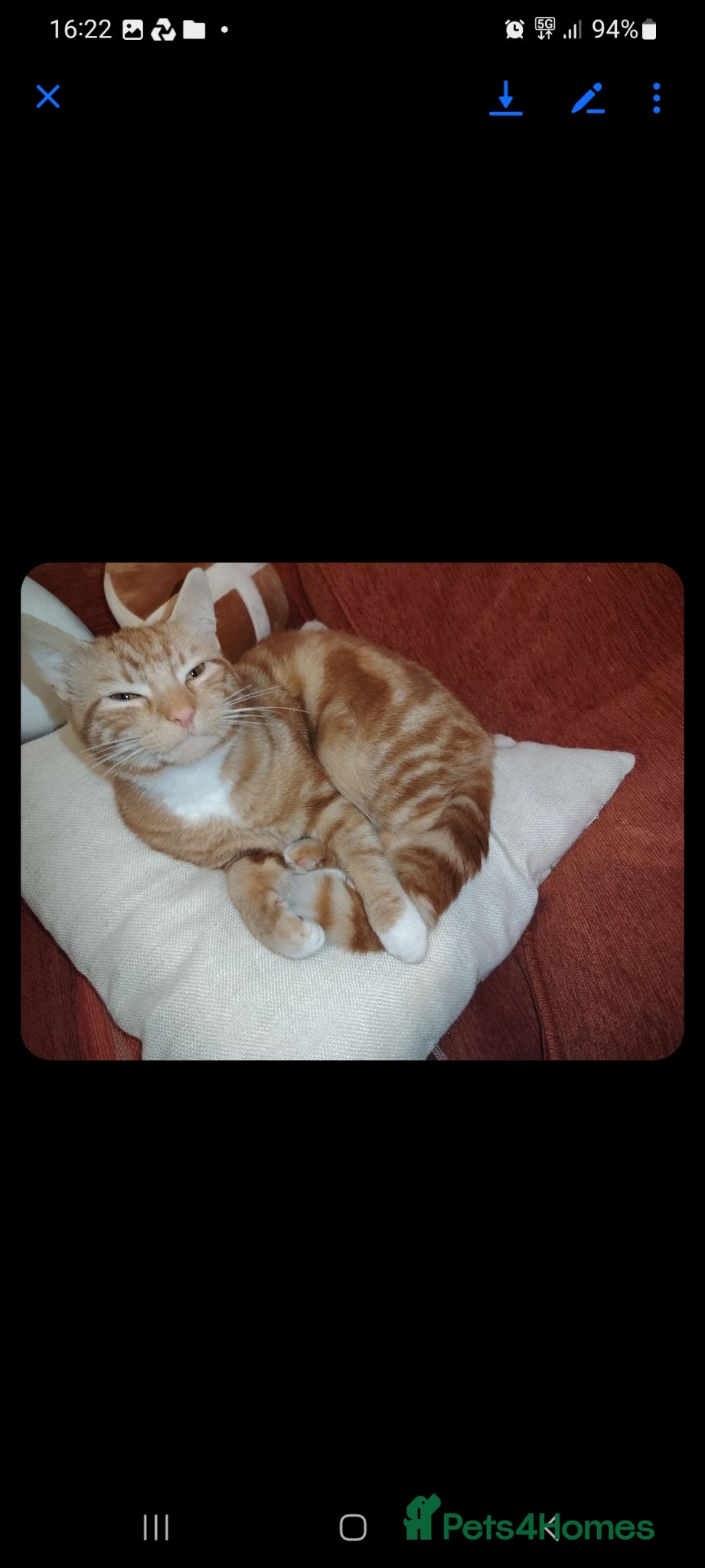 Mixed Breed cats British shorthair  - Advert 6