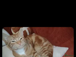 Mixed Breed cats British shorthair - Advert 6