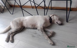 Mixed Breed dogs for adoption: Meet KERA !  A lovely girl - for a Loving Home - Image 19