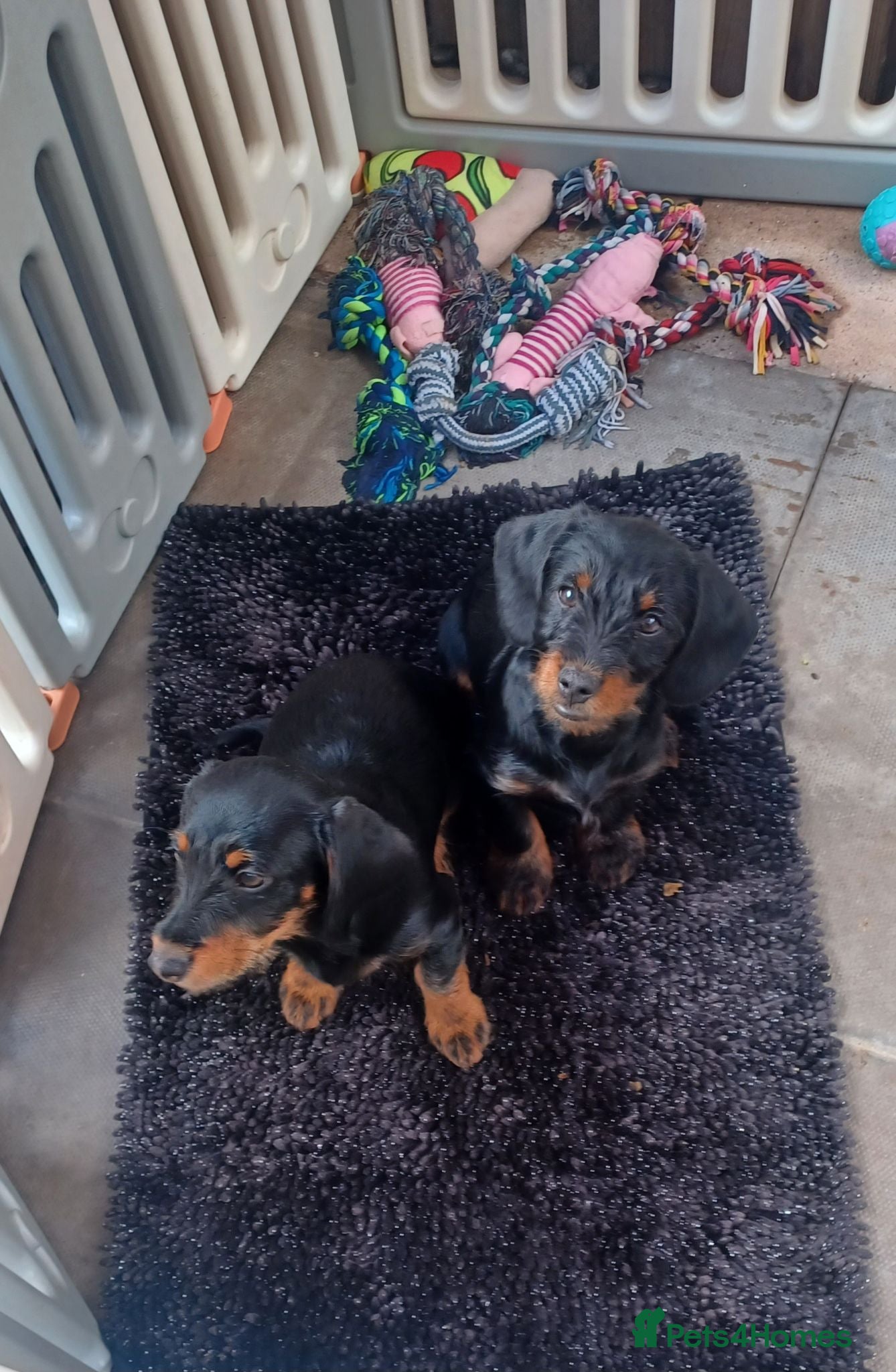 Doxiepoo dogs LAST 2, 1 Boy, 1 Girl,  NOW FULLY VACCINATED  - Advert 1