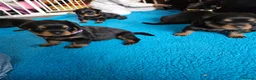 Rottweiler dogs for sale: Pure Pedigree Rottweiler Puppies - Advert 22