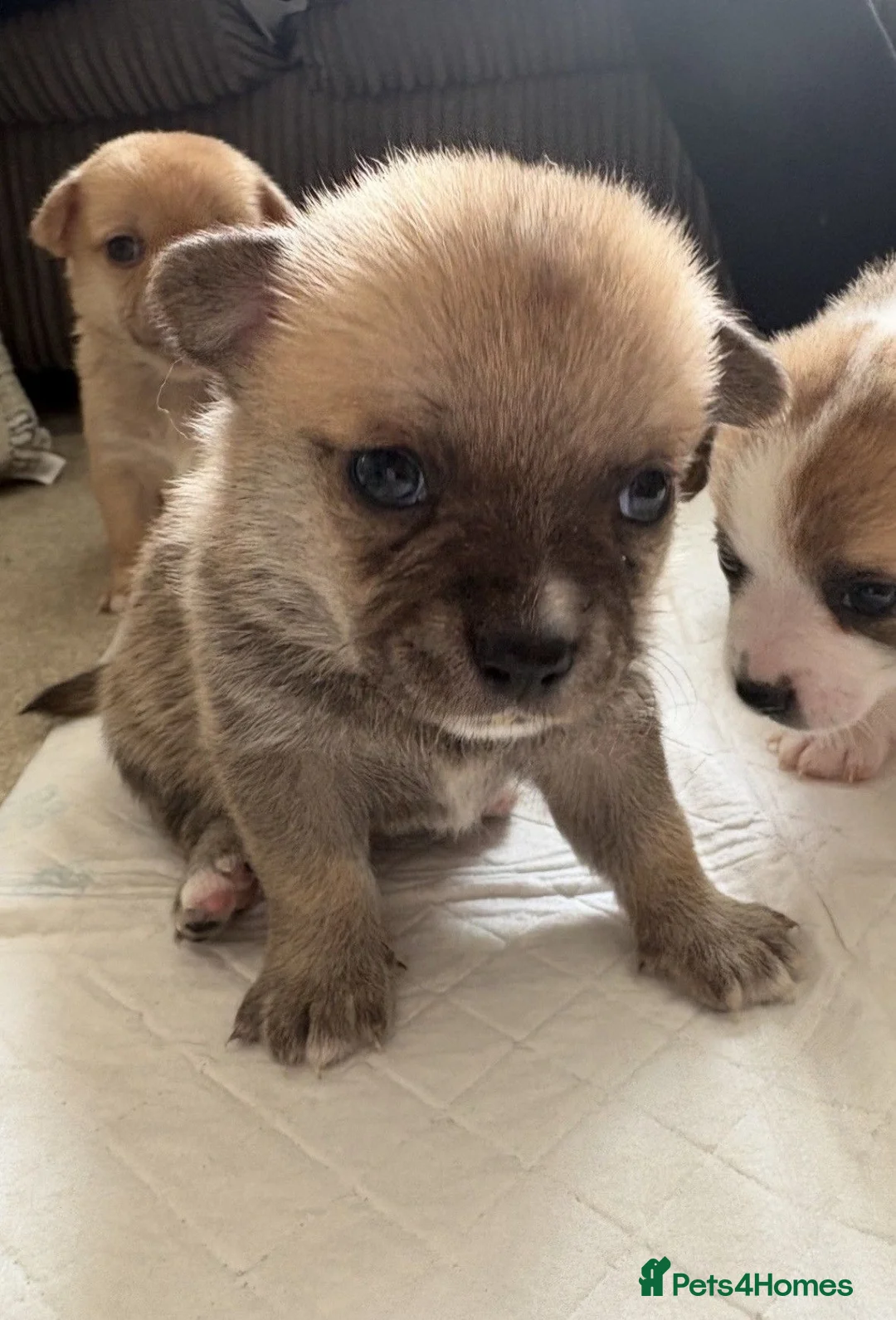 Pomchi dogs for sale: Stunning Pomchi Male Puppies - Advert 10